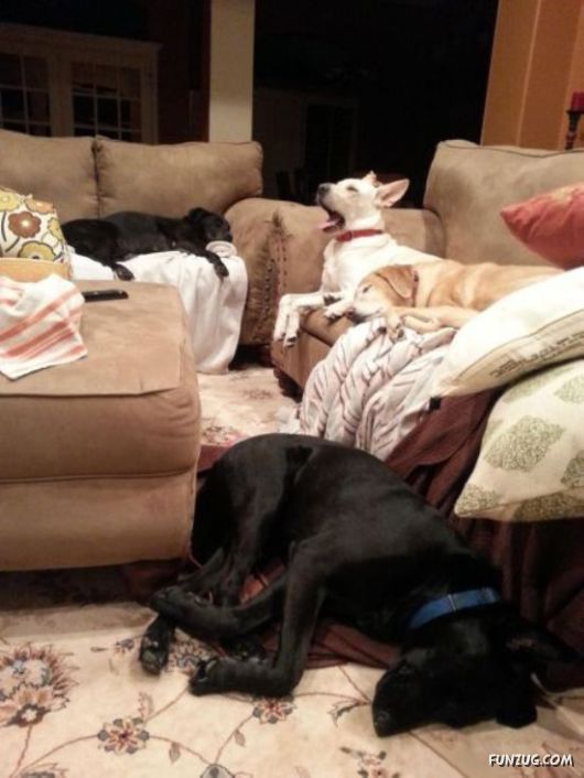 Funny Animals Like A Boss