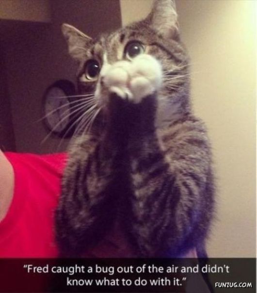 Funny Animals Like A Boss