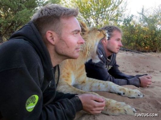 Funny Animals Like A Boss