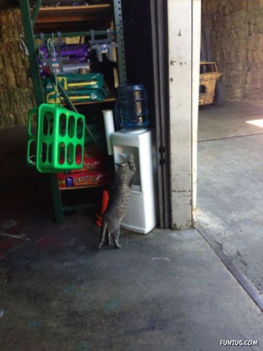 Funny Animals Like A Boss