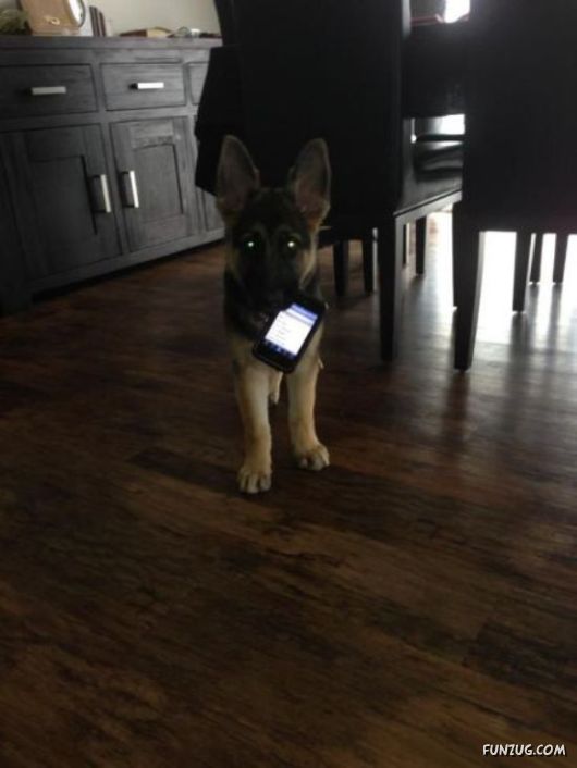 Funny Animals Like A Boss