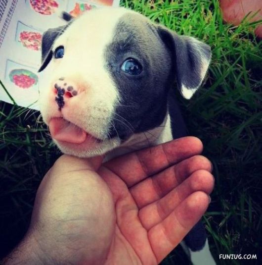 Funny Animals Like A Boss