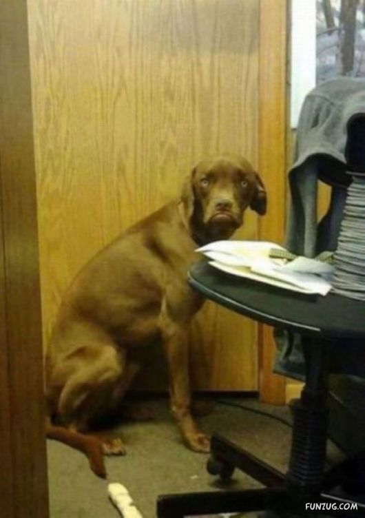 Funny Animals Like A Boss