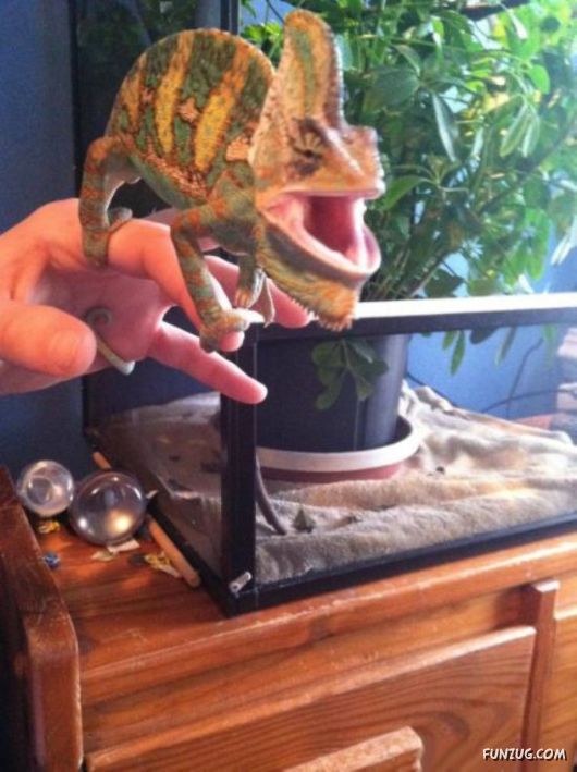 Funny Animals Like A Boss