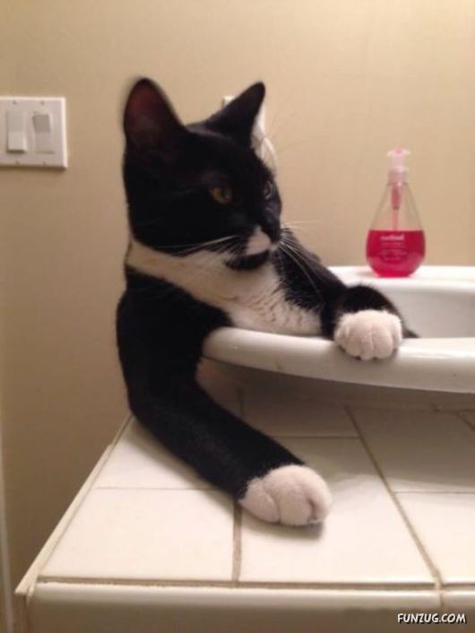 Funny Animals Like A Boss