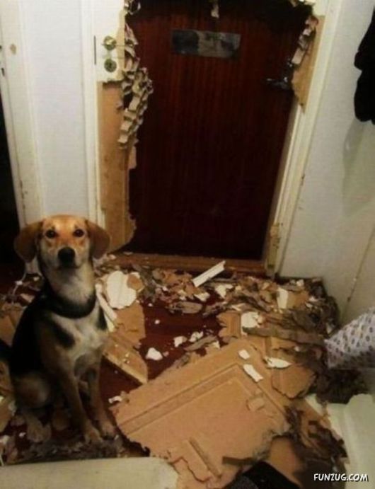 Funny Animals Like A Boss