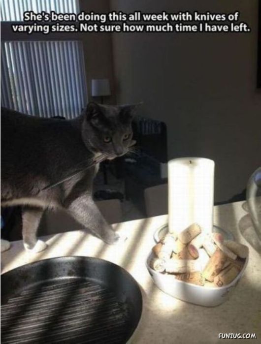 Funny Animals Like A Boss