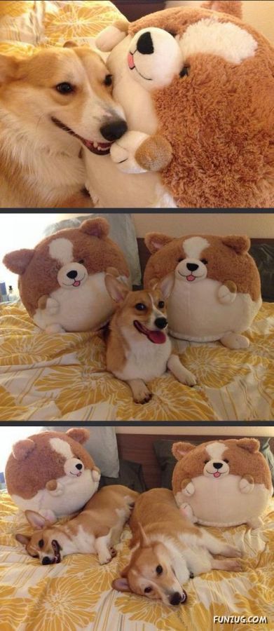 Funny Animals Like A Boss