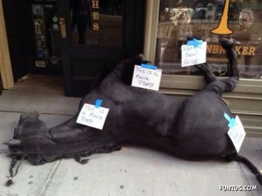 Funny Animals Like A Boss