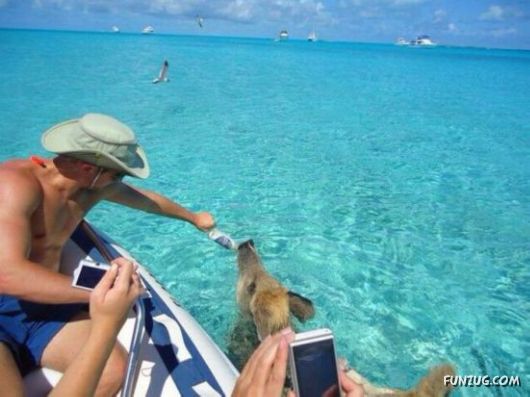 Funny Animals Like A Boss