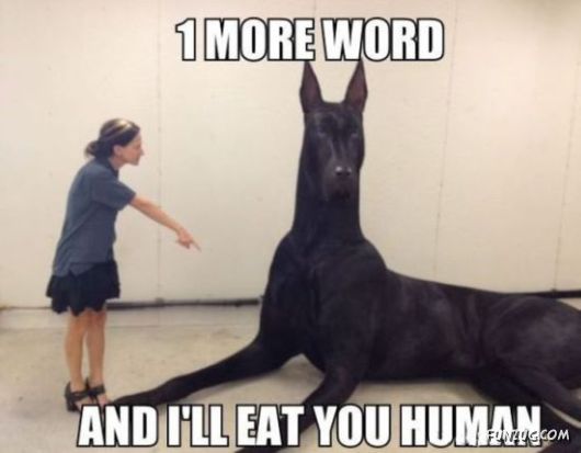 Funny Animals Like A Boss