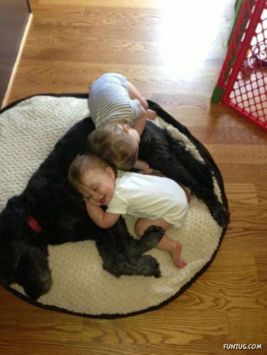 Funny Animals Like A Boss