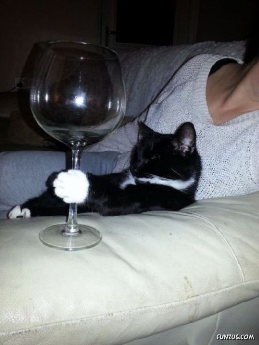 Funny Animals Like A Boss