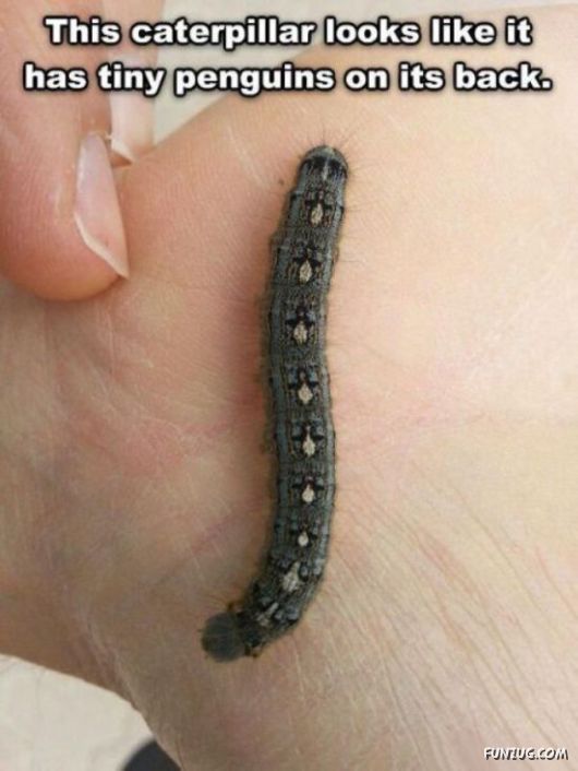 Funny Animals Like A Boss