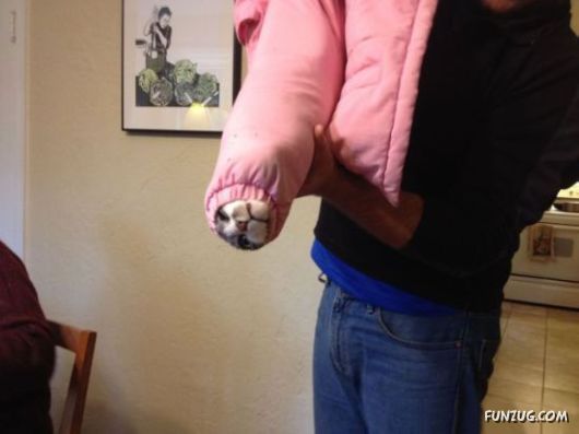 Funny Animals Like A Boss