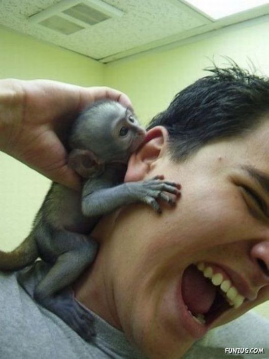 Funny Animals Like A Boss