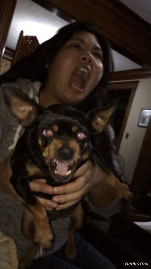 Funny Animals Like A Boss