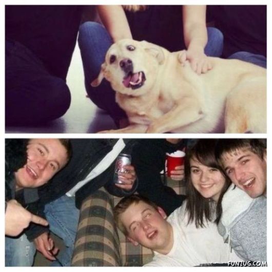 Funny Animals Like A Boss