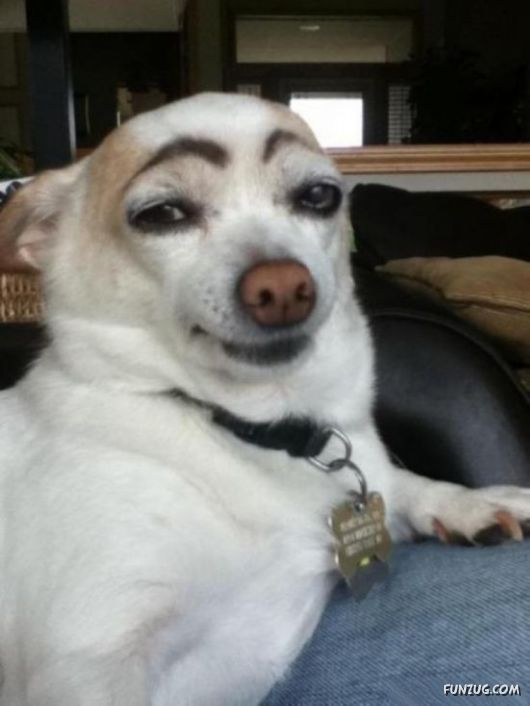 When Dogs Have Eyebrows, Good Things Happen