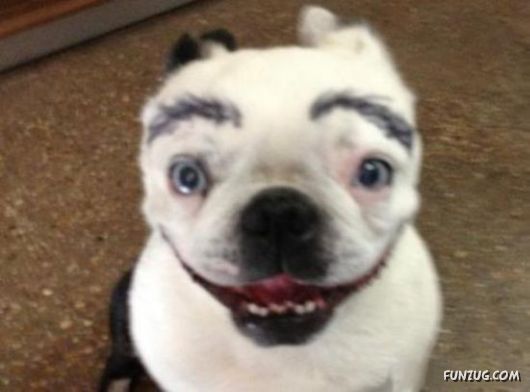 When Dogs Have Eyebrows, Good Things Happen