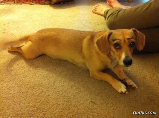 When Dogs Have Eyebrows, Good Things Happen