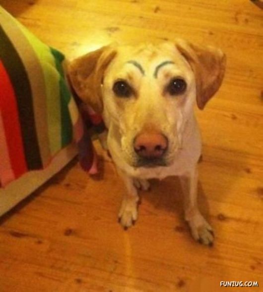 When Dogs Have Eyebrows, Good Things Happen