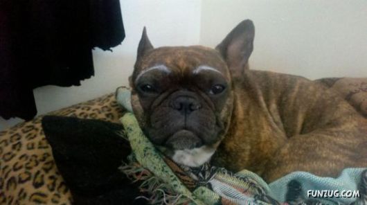 When Dogs Have Eyebrows, Good Things Happen