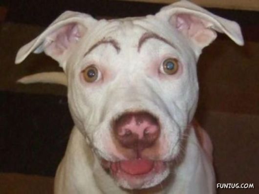 When Dogs Have Eyebrows, Good Things Happen