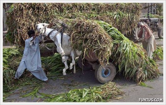 Foto Fun Cool Pictures