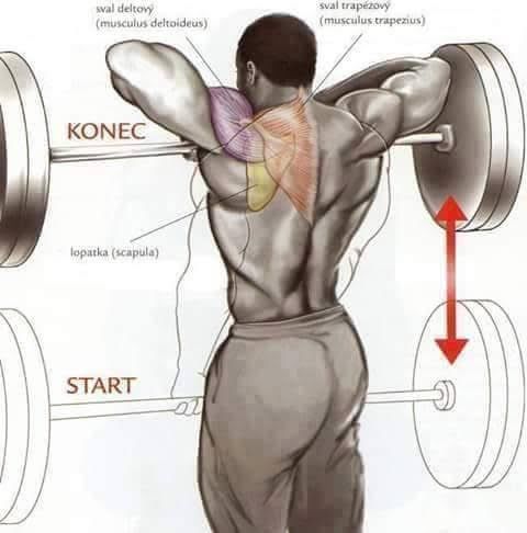 Body Building Weight Training Exercises