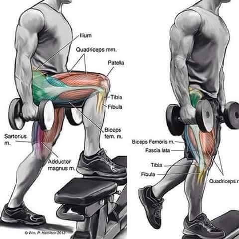 Body Building Weight Training Exercises