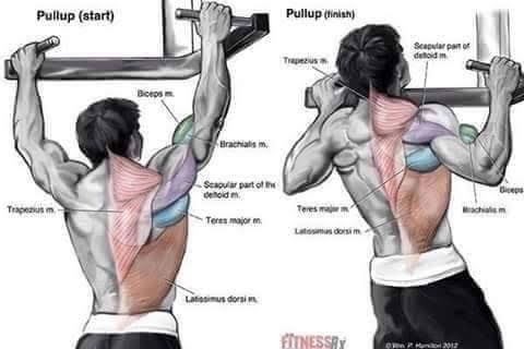 Body Building Weight Training Exercises