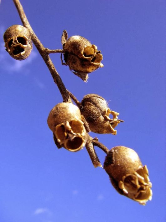 Antirrhinum - The Dragon Skull Plant