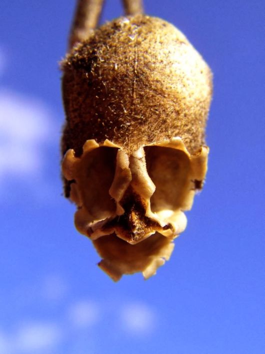 Antirrhinum - The Dragon Skull Plant