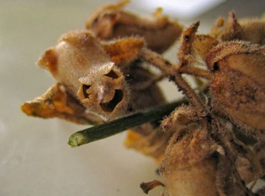 Antirrhinum - The Dragon Skull Plant