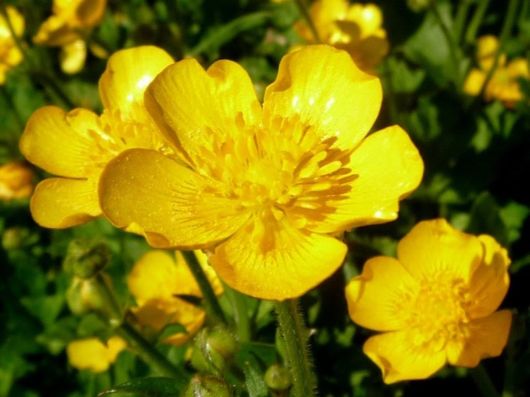 buttercup plant facts