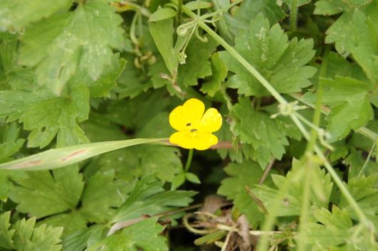 The Beautiful Buttercup Flowers