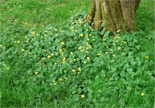 The Beautiful Buttercup Flowers