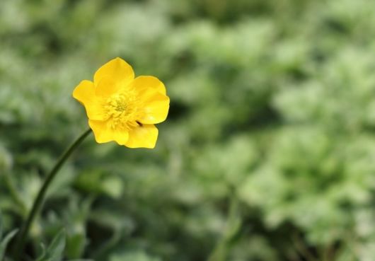 The Beautiful Buttercup Flowers