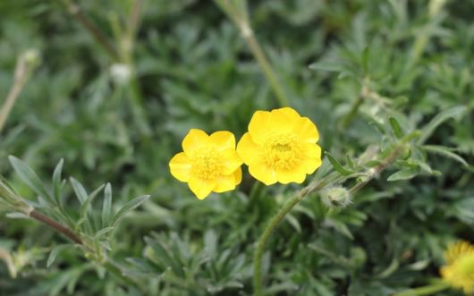 The Beautiful Buttercup Flowers