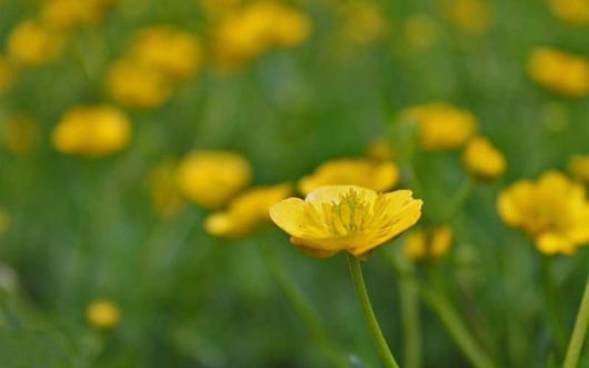 The Beautiful Buttercup Flowers