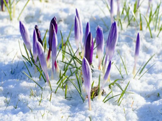 Beautiful Flowers In The Snow
