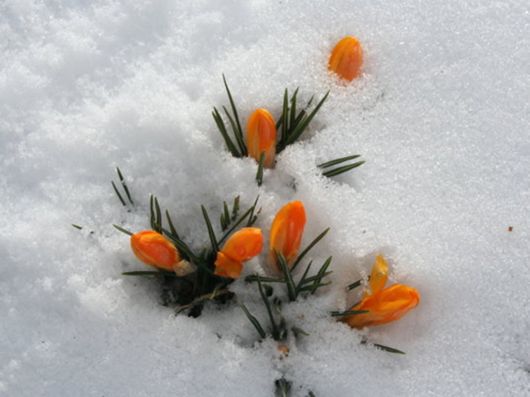 Beautiful Flowers In The Snow