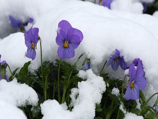Beautiful Flowers In The Snow