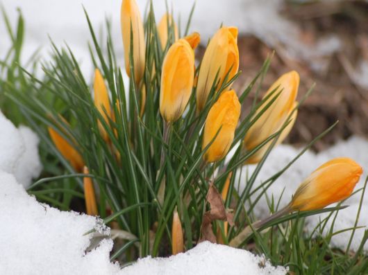 Beautiful Flowers In The Snow
