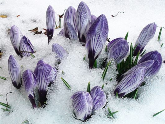 Beautiful Flowers In The Snow