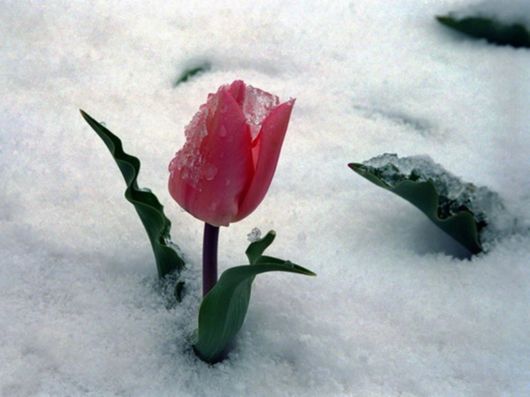 Beautiful Flowers In The Snow