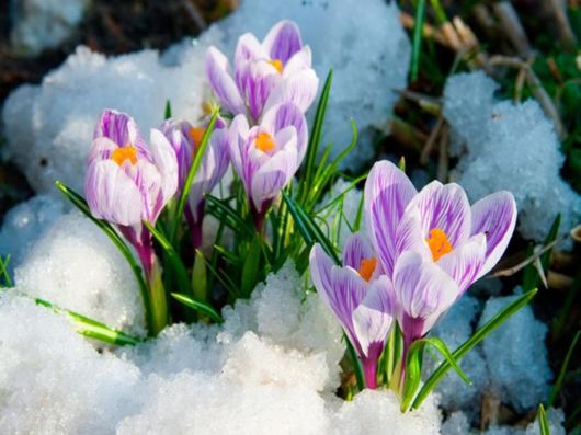 Beautiful Flowers In The Snow