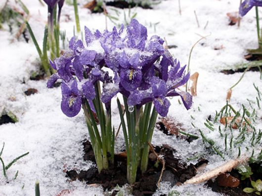 Beautiful Flowers In The Snow