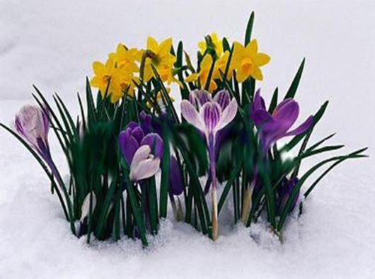 Beautiful Flowers In The Snow